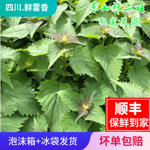 850人付款淘宝藿香盆栽四川合香山茴香蔬菜苗阳台客厅鱼香薄荷草四季