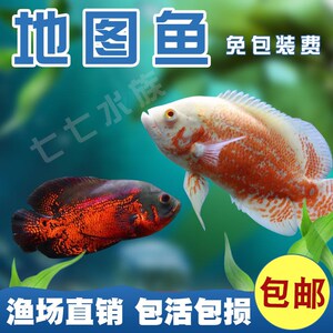 热带观赏鱼地图鱼黑地图白地图血麒麟地图鱼中层鱼风水鱼龙鱼配鱼