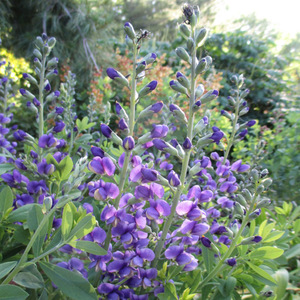 种花王大爷 澳洲蓝豆多年生庭院花卉盆栽花苗蓝色系耐寒耐热植物
