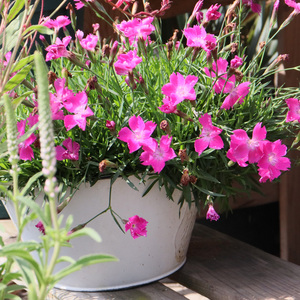 种花王大爷 欧石竹粉贝多年生地被植物耐热耐寒四季好养开花机器