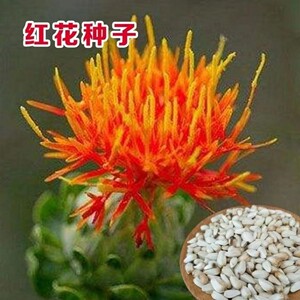 藏红花种籽 红花种子纯正新疆无刺红花草红花籽四季阳台庭院花籽