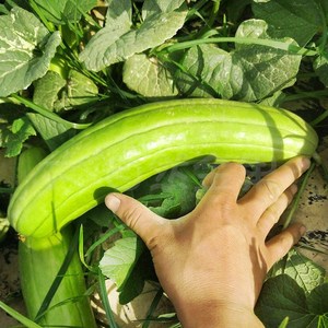 青皮菜瓜种子中华甜脆瓜籽绿皮白瓤春秋季早熟水果庭院盆栽蔬菜孑