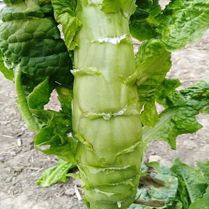 圆叶莴笋种子一品青天下耐寒莴苣种籽香菜种籽种秋冬季菜孑青笋菜