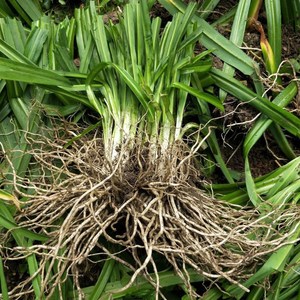 云南韭菜根包邮