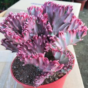 彩色麒麟掌盆栽苗 多肉植物 嫁接玉麒麟 净化空气吸甲醛