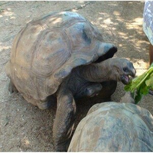 陆地巨型龟中华草龟特大陆地吃菜龟巨型乌龟下蛋草龟宠物龟招财龟