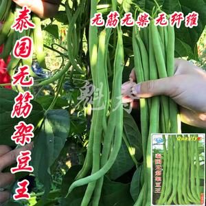 架豆王种子泰国特长无筋架豆青豆菜豆籽长芸豆四季豆爬藤蔬菜种子