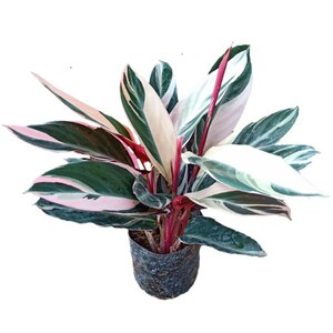 【推荐】凤凰羽水培七彩竹芋植物室内绿植花卉盆栽水养好养客厅花