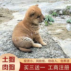 正宗广西土狗苗改良肉狗苗中华田园犬农村小笨狗幼崽广西土猎幼犬