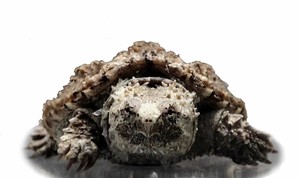 爆刺佛鳄龟佛罗里达原种一代爆刺大头佛鳄龟苗刺鳄