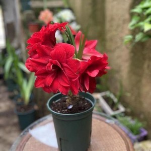 进口朱顶红种球 重瓣大球四季带花苞开花植物盆栽花卉