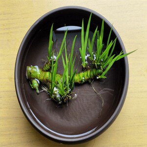 菖蒲水培水生盆栽植物花卉草庭院池塘养龟微造景观室内外四季绿植