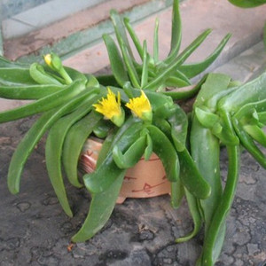 佛手托金多肉植物