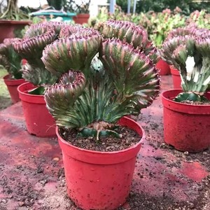 彩麒麟仙人掌绿植花卉室内客厅镇宅招财镇宅旺宅多肉盆景