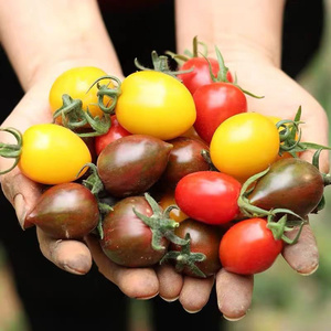 三色千禧圣女果水果新鲜五彩迷你小番茄玲珑小柿子即食顺丰