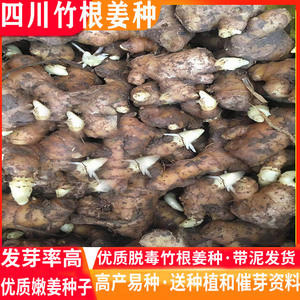 四川竹根姜种新鲜老姜种仔姜种红苗姜种重庆姜种子姜种带芽包邮