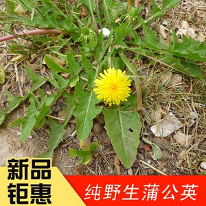 蒲公英种籽小叶