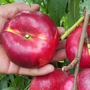 黑油蟠桃苗桃树苗嫁接特大早熟果树苗南方北方地栽盆栽苗当年结果