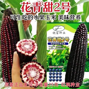晓富花青甜2号黑玉米种子生吃的水果玉米品种营养丰富黑色甜玉米