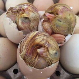 毛鸭蛋鸭胚蛋活珠子