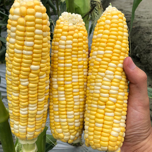金镶玉牛奶香超甜水果玉米种子非转基因耐高温生吃春夏秋四季种籽
