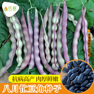 八月忙豆角种子高产秋豆角种籽四季阳台盆栽紫红架豆芸豆蔬菜种孑
