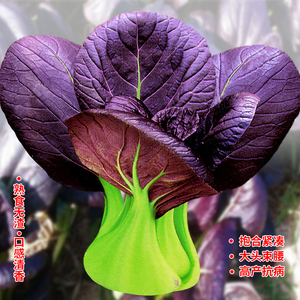 农点赞旗舰店天猫杂交油菜种籽高产紫油菜籽紫色小青菜红油菜种孑