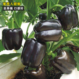 进口紫贵人五彩甜椒种子菜椒彩椒辣椒种籽高产抗病四季黑辣椒种子