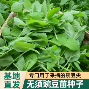 无须豌豆尖种子籽尖春四季播高产菜种子豌豆苗大全蔬菜种孑荷兰豆