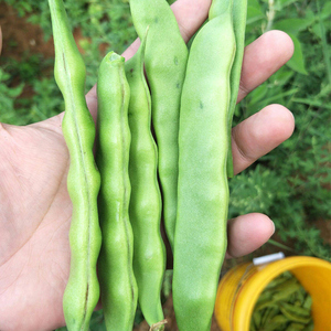 无架豆四季豆角种籽不搭架蔬菜种孑大全盆栽春季早熟东北油豆种子