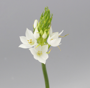 花致云南昆明基地直发斗南鲜切花白色雀梅花家庭水养鲜花空运速递