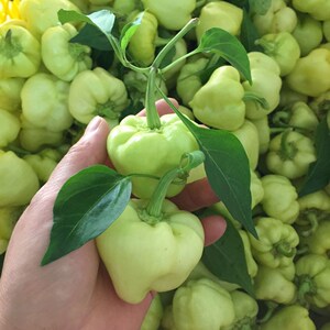 广西泡椒新品种 大果灯笼椒种子 辣椒酿种子皮薄空心白玉辣椒种子