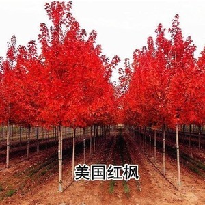 美国红枫树苗红冠地栽日本红枫红舞姬庭院绿化苗木观赏风景树