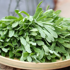 安庆特产水萩水秋草 潜山太湖特产水萩粑水秋草水菊鼠曲草清明菜