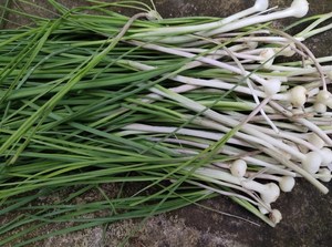 90wangyuanxs淘宝青团馅新鲜香荞头3-5斤带叶藠头嚼头茭头非野葱野