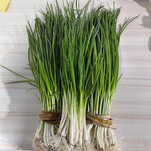 贵州 农家应季新鲜小分葱香菜调料根葱小葱山葱现挖现发1000g包邮