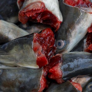 3斤包邮海鲜新鲜鳗鱼头乌耳鳗鲜活黑鳗鱼头潮汕特产白鳝头河鳗头