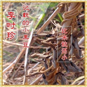 80魅力东营淘宝中药材用肾形黄心药典古代老品种野生小黑豆种子马料