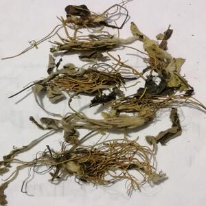 贵州野生苗药巴地香250g中草药材毛大丁草兔耳风兔耳小一支箭全草