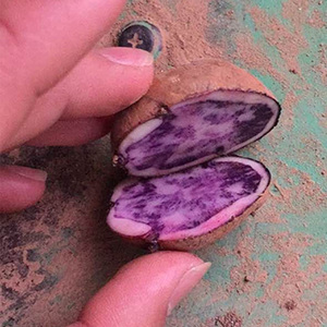 东川洋芋土特产云南七彩土豆小紫心土豆现挖乌洋芋