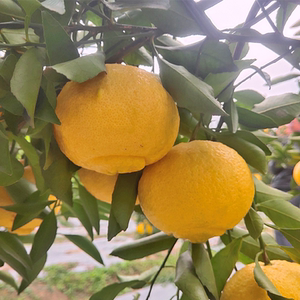 湖南雪峰黄金贡柚水果 春香柚纯甜汁多精选小柚子