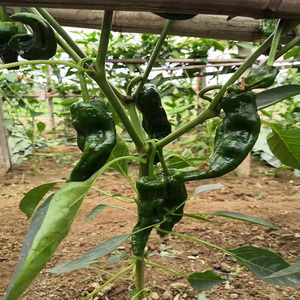 山东枣庄辣子鸡辣椒薄皮皱皮螺丝椒青辣椒滕州特辣