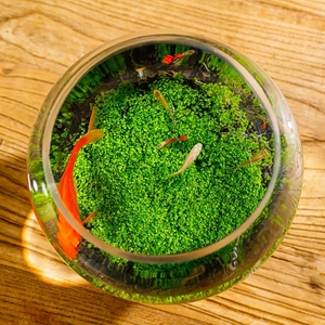 生态瓶自循环苔藓海藻海葵微景观微观小斗鱼水生植物治愈生态鱼缸