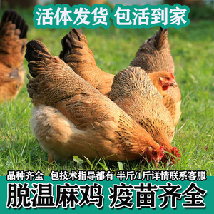 正宗半斤清远麻鸡活体小鸡仔活的脱温土鸡笨鸡草鸡蛋鸡包活到家