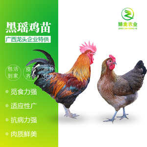 黑瑶鸡苗活苗红瑶三黄鸡血毛土鸡青脚麻鸡苗活体阉鸡良凤花鸡幼苗
