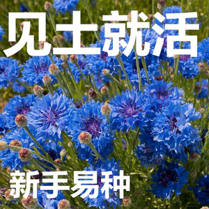 见土就活花种孑 四季孑播种开花蓝色的花矢车菊种孑庭院室外花孑