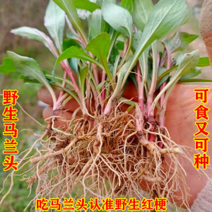 新鲜野菜马兰头