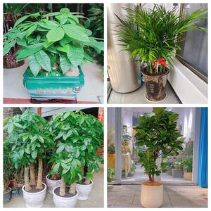 新店开张盆栽绿植发财树平安树入伙河北承德市隆化丰宁宽城围场县