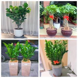新店开张盆栽绿植发财树平安树入伙上海市普陀区真如镇长征桃浦镇
