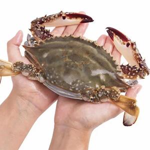 新品北京闪送 鲜活满黄满肉梭子蟹 新鲜大螃蟹 大连飞蟹 母蟹鲜活